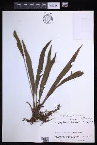 Elaphoglossum eximium image