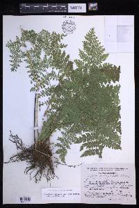 Dryopteris karwinskyana image