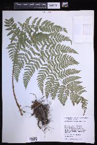 Dryopteris patula image