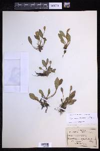 Elaphoglossum piloselloides image