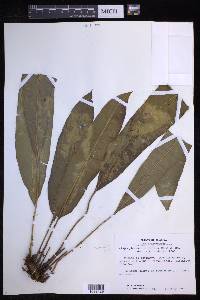 Elaphoglossum latifolium image