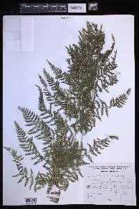 Dryopteris patula image