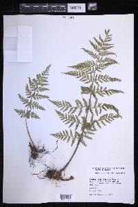 Dryopteris patula image