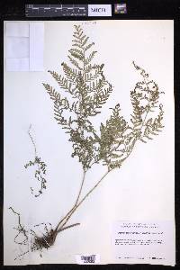 Dryopteris patula image