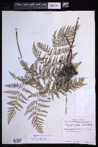 Dryopteris rossii image