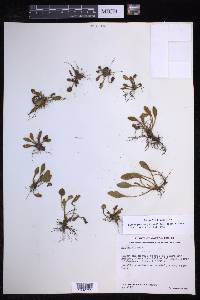 Elaphoglossum piloselloides image