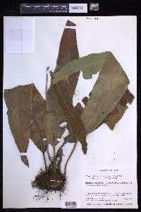 Elaphoglossum boryanum image