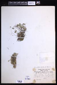 Elaphoglossum peltatum image