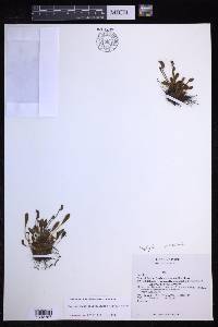 Elaphoglossum piloselloides image