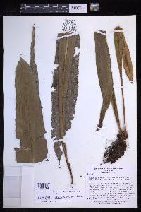 Elaphoglossum raywaense image
