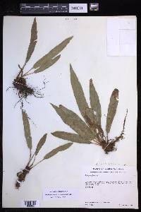 Elaphoglossum setigerum image