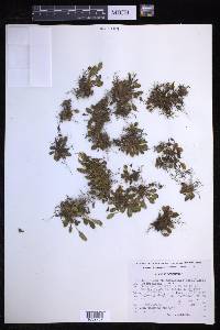 Elaphoglossum piloselloides image