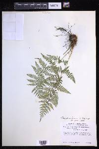 Dryopteris patula image