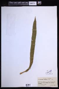 Elaphoglossum auricomum image