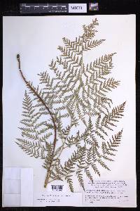 Dryopteris rossii image