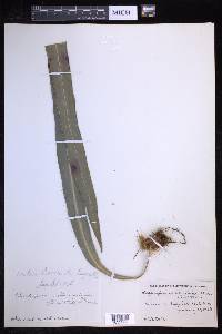 Elaphoglossum herminieri image