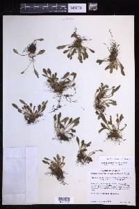 Elaphoglossum piloselloides image