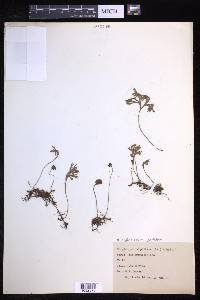 Elaphoglossum peltatum image