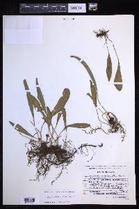 Elaphoglossum gratum image