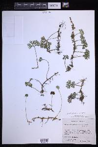 Elaphoglossum peltatum image