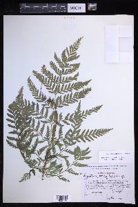 Dryopteris rossii image