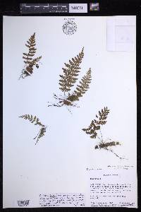 Dryopteris patula image