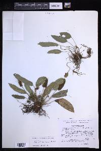 Elaphoglossum monicae image