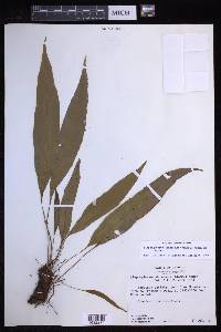 Elaphoglossum denudatum image