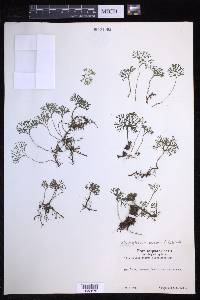 Elaphoglossum peltatum image