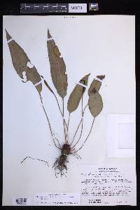 Elaphoglossum pallidum image