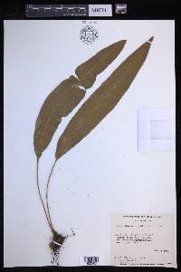 Elaphoglossum latifolium image