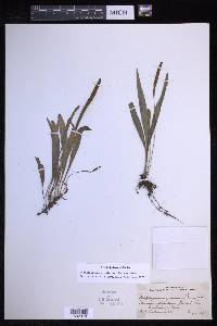 Elaphoglossum gramineum image