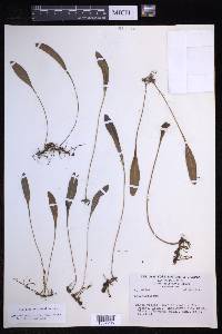Elaphoglossum affine image