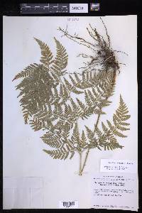 Dryopteris rossii image