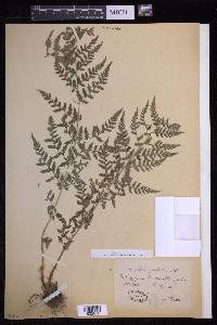 Dryopteris patula image