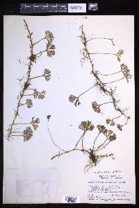 Elaphoglossum peltatum image