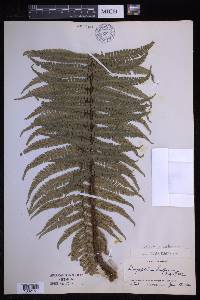 Dryopteris wallichiana image