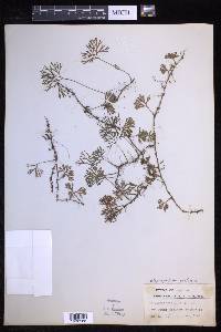Elaphoglossum peltatum image