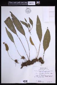 Elaphoglossum maxonii image