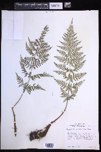 Dryopteris patula image