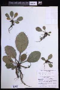 Elaphoglossum crinitum image