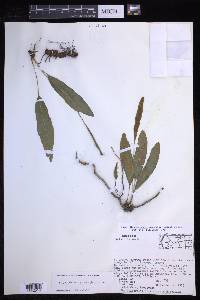 Elaphoglossum muelleri image