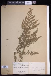 Dryopteris patula image