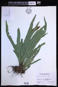 Elaphoglossum eximium image