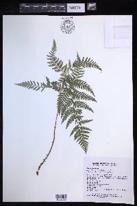 Dryopteris rossii image