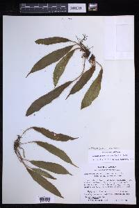 Elaphoglossum moritzianum image