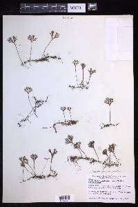 Elaphoglossum peltatum image