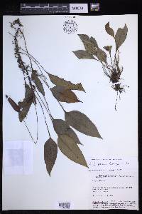 Elaphoglossum maxonii image