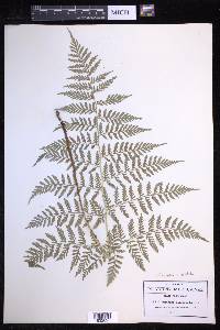 Dryopteris patula image