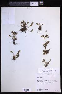 Elaphoglossum piloselloides image